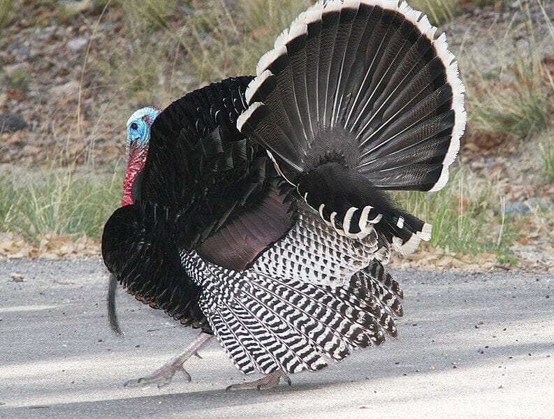 How To Identify Turkey Feathers [ultimate Guide] Bird Watching Pursuit